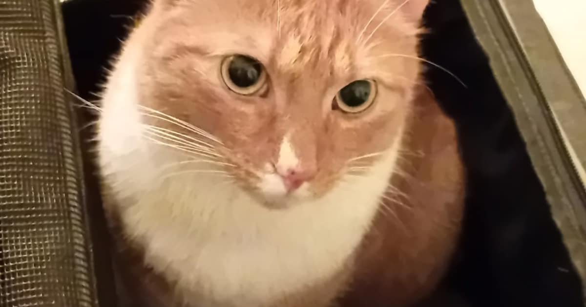 Heb jij Pablo, Toby of Falka gezien? Deze drie huisdieren worden in Amstelveen vermist