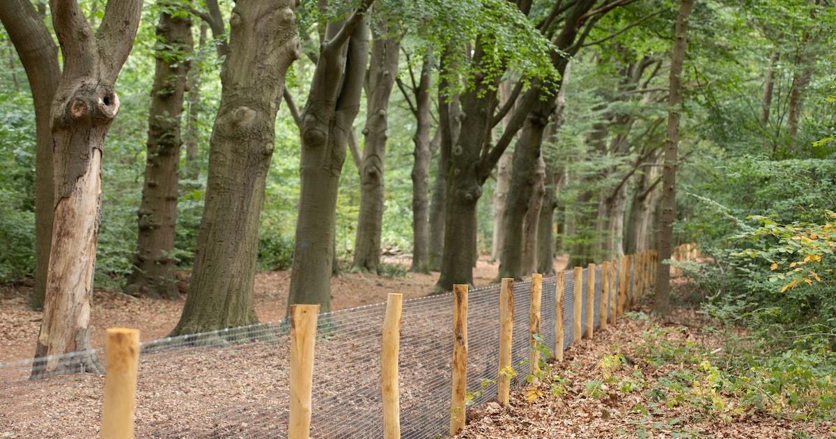 Soest hervat plaatsen van dassenraster in Oude Tempelbos ondanks lopende bezwaren