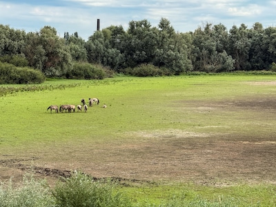 Konikpaarden grazen nu op drooggevallen Oude Waal: ‘Ze zijn vooral nieuwsgierig’
