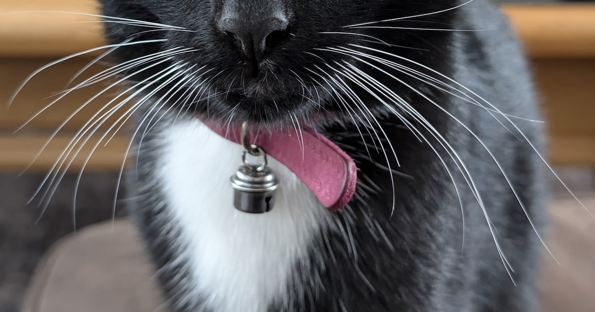 Heb jij Pablo of Luther gezien? Deze twee huisdieren worden in Enkhuizen vermist