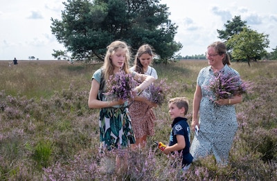 Unieke kans: knip dit weekend je eigen bosje heide op de Hoge Veluwe