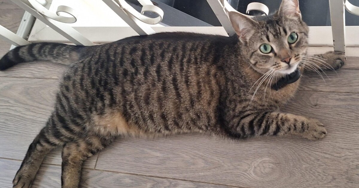 Heb jij Bobbie gezien? Dit huisdier wordt in Krimpen aan den IJssel vermist