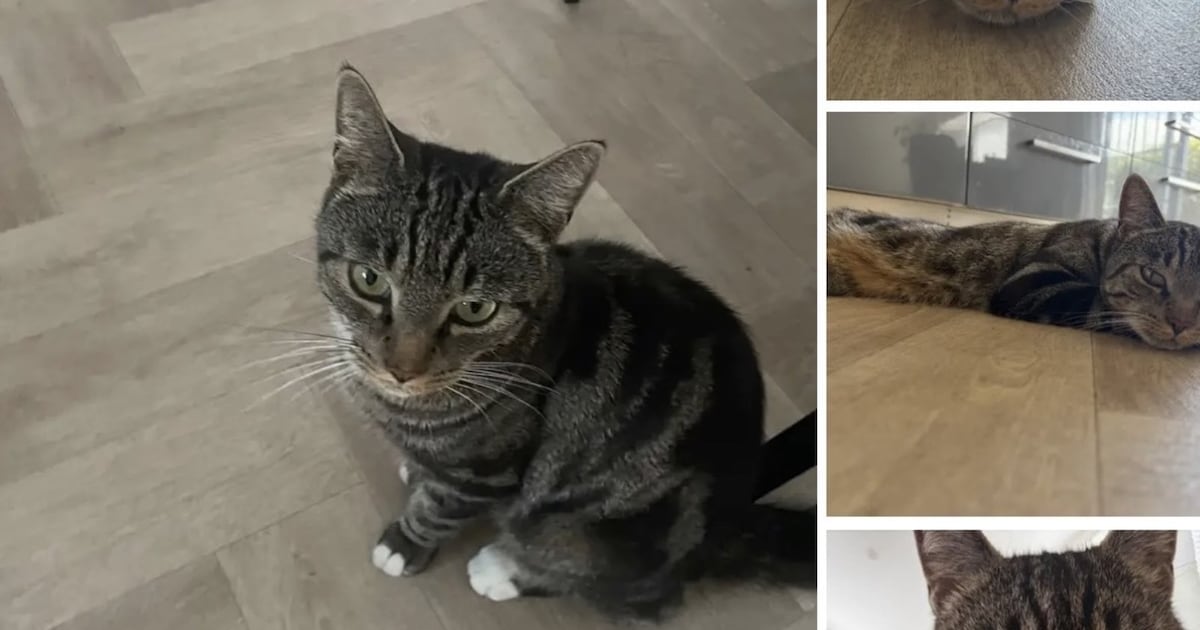 Heb jij Sjakie of Bo gezien? Deze twee huisdieren worden in Kaag en Braassem vermist