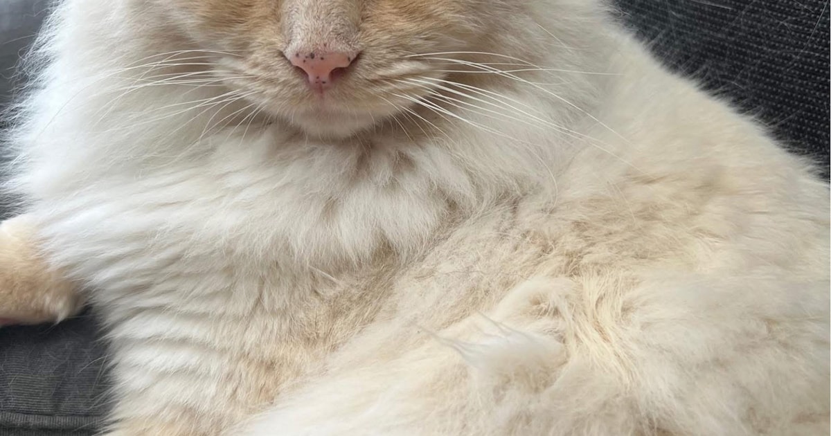 Heb jij Max gezien? Dit huisdier wordt in Opsterland vermist