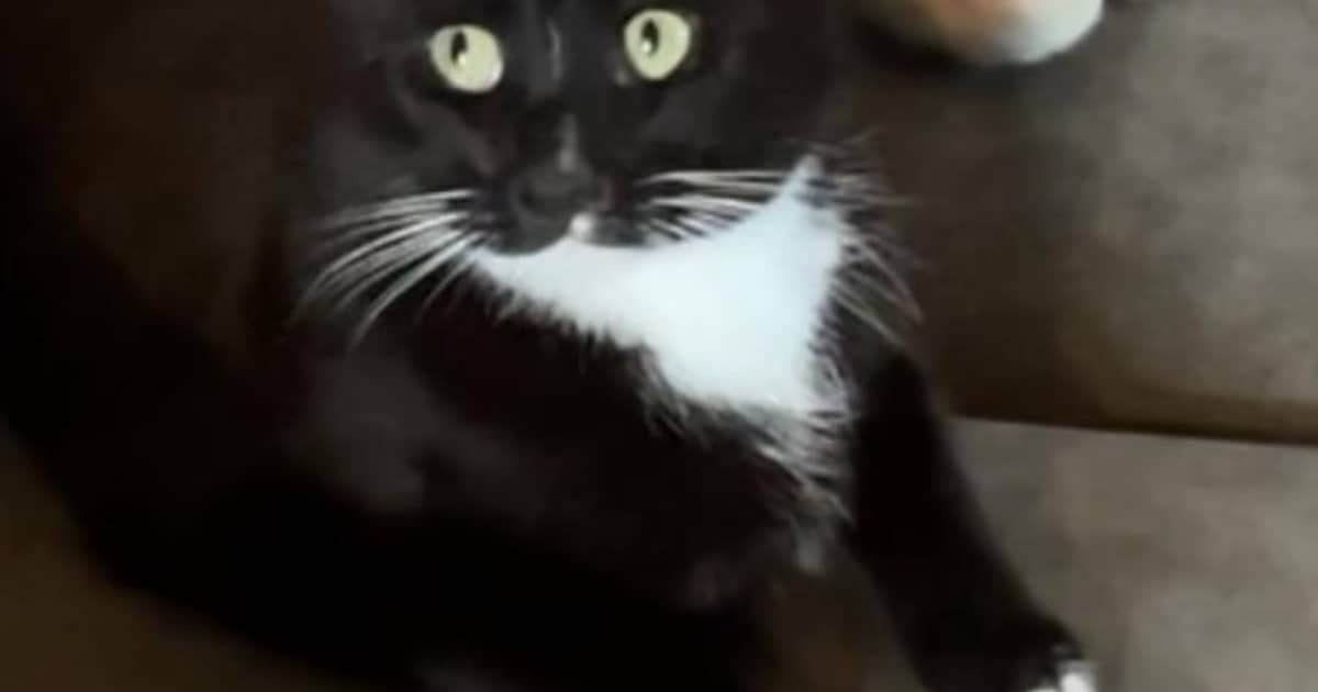 Heb jij Snoop gezien? Dit huisdier wordt in Coevorden vermist