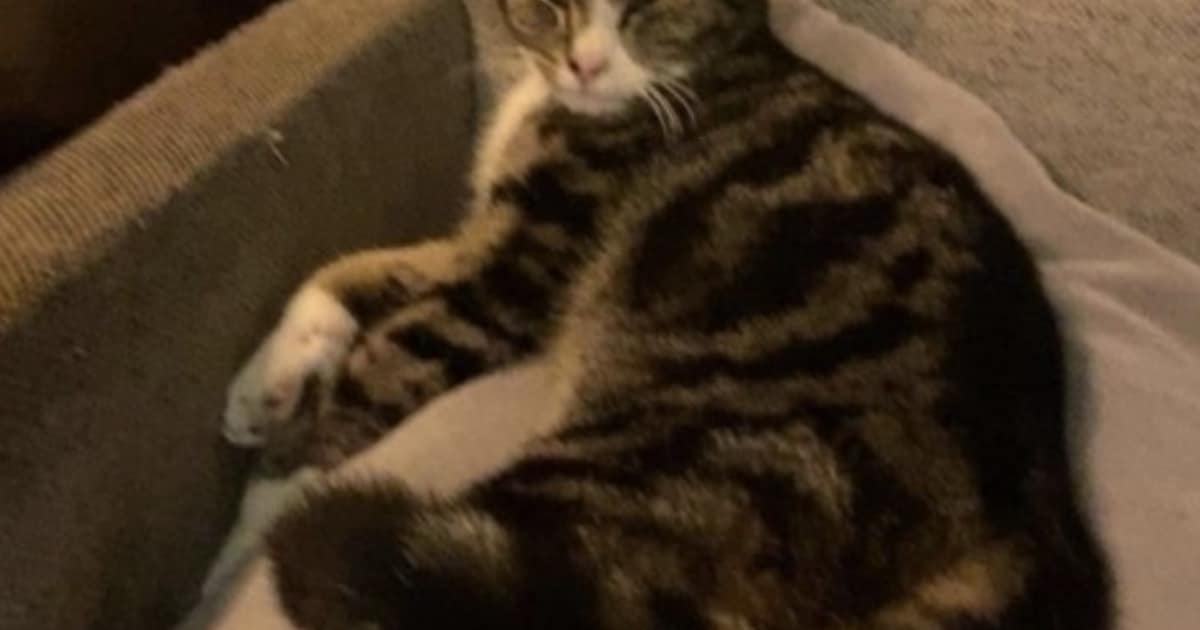 Heb jij Bobby of Doerak gezien? Deze twee huisdieren worden in Borger-Odoorn vermist