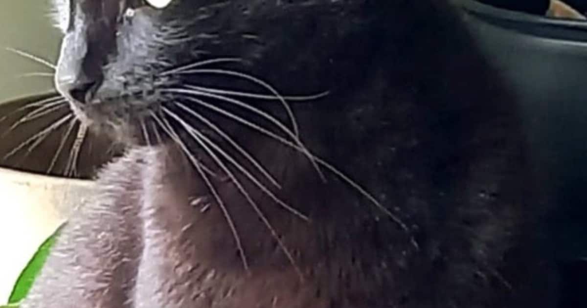 Heb jij Gaia, Teun of Susu gezien? Deze vijf huisdieren worden in Zeist vermist