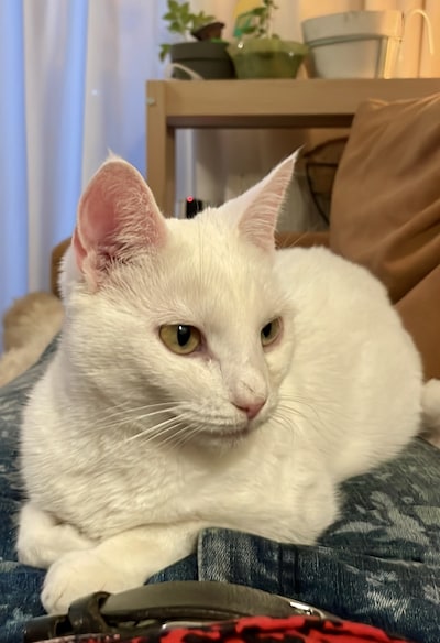 Heb jij Spooky gezien? Dit huisdier wordt in Wageningen vermist