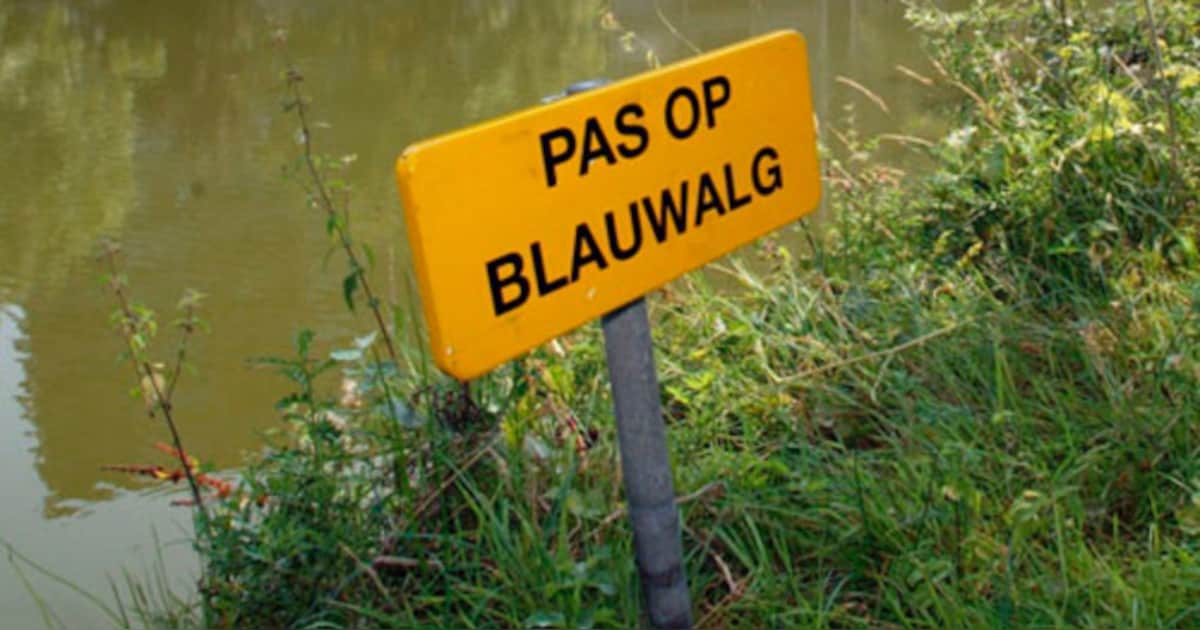 Blauwalg aangetroffen in vijver aan Lijsterbesstraat in Raamsdonksveer