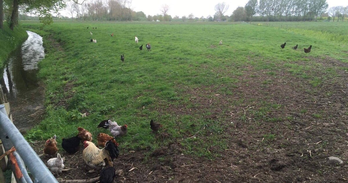 Tientallen kippen gedumpt in weiland bij Acquoy
