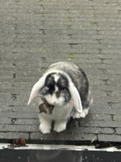 Heb jij Pieter konijn gezien? Dit huisdier wordt in Veenendaal vermist