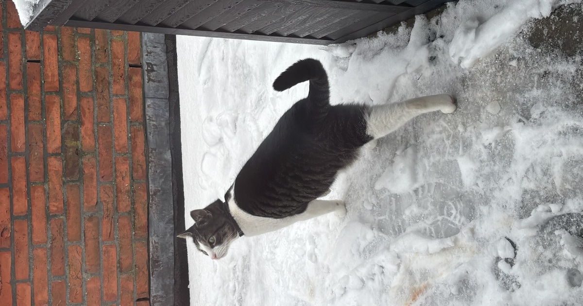 Heb jij Shaggy gezien? Dit huisdier wordt in Katwijk vermist