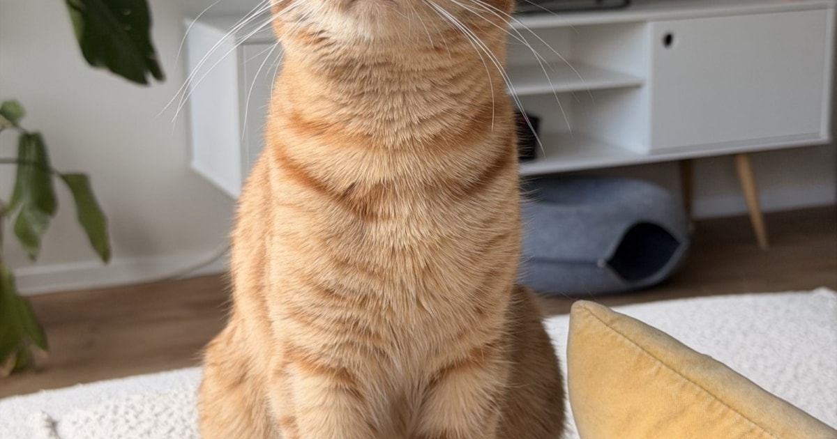 Heb jij Disco gezien? Dit huisdier wordt in Barendrecht vermist
