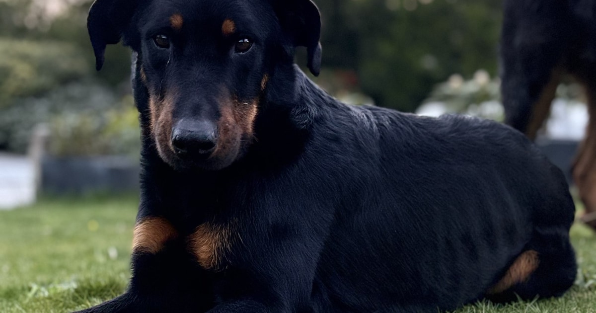 Heb jij Kara gezien? Dit huisdier wordt in Bernheze vermist