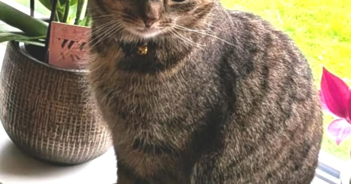 Heb jij Noor gezien? Dit huisdier wordt in Staphorst vermist