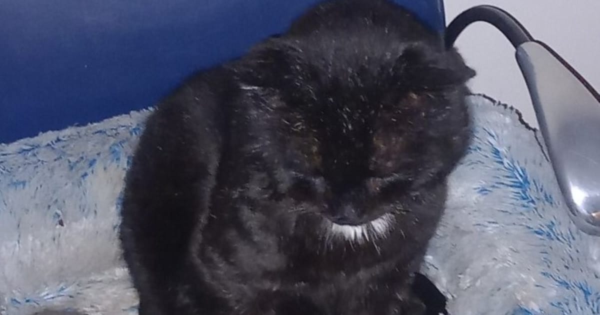 Heb jij Blacky of Rico gezien? Deze twee huisdieren worden in Papendrecht vermist