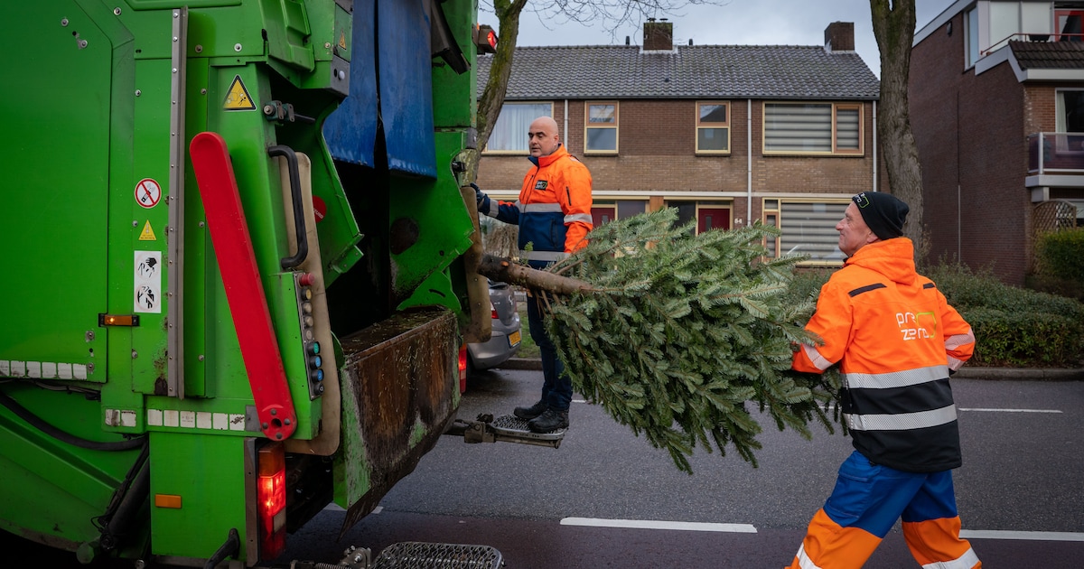 Kerstbomen ophalen in Nederweert begint 5 januari
