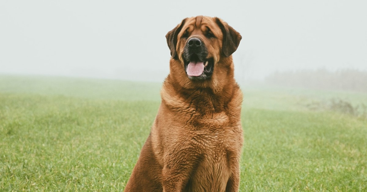 Heb jij Vran of Cayo gezien? Deze twee huisdieren worden in Dantumadiel vermist