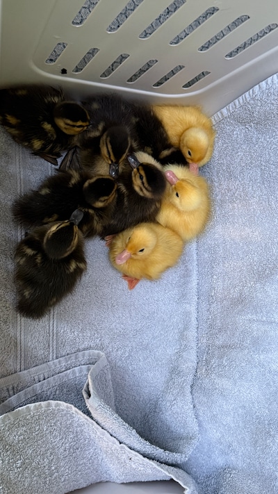 Daniëlle redt kuikentjes op tweede paasdag: ‘Net als kinderen laat je ook dieren niet alleen achter’