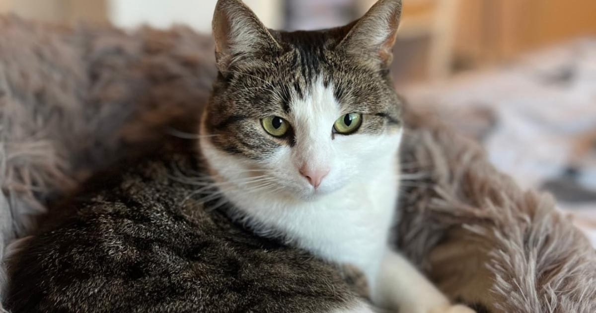 Heb jij Filou gezien? Dit huisdier wordt in Cranendonck vermist