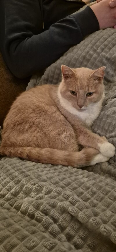 Heb jij Junior, Pablo of Bobbie gezien? Deze vijf huisdieren worden in Ede vermist