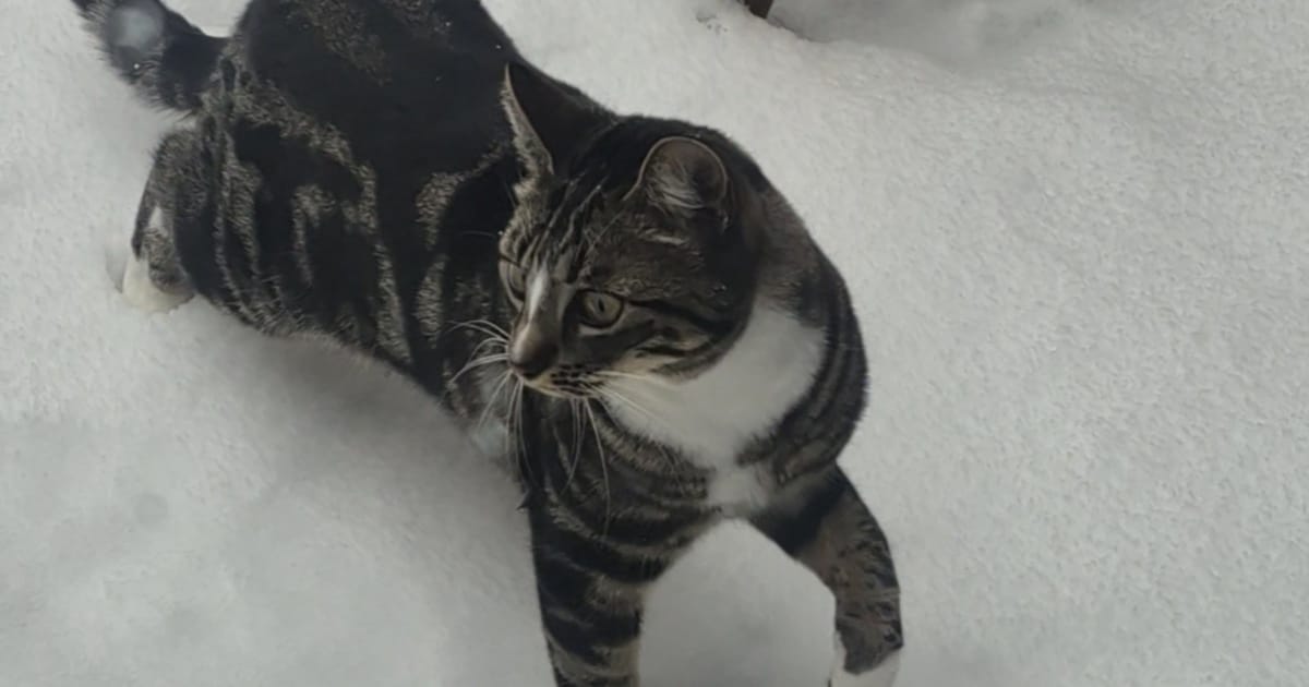 Heb jij Luna gezien? Dit huisdier wordt in Geertruidenberg vermist