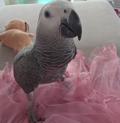 Heb jij Mia of Lila gezien? Deze twee huisdieren worden in Almelo vermist