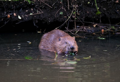 Bever graaft hol: pad rond vijvers aan Melkpad in Zeeland afgesloten