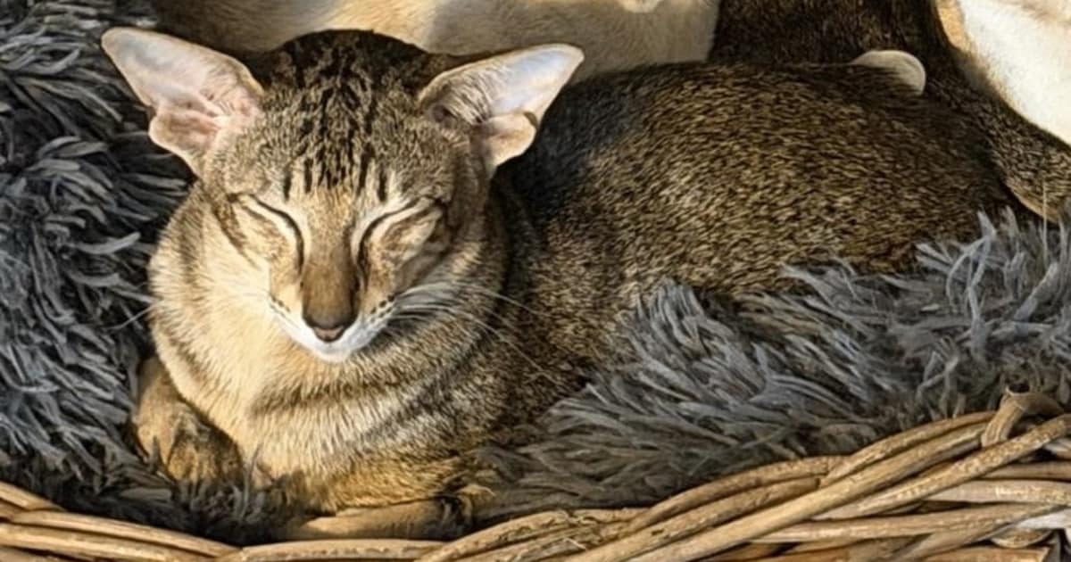 Heb jij Trippel of Daisy gezien? Deze twee huisdieren worden in Elburg vermist