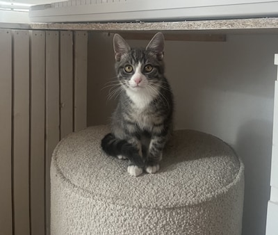 Heb jij Poes gezien? Dit huisdier wordt in Helmond vermist