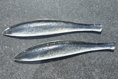 IJmuiden provides 500 glass fish for KWF Vissenloop charity walk