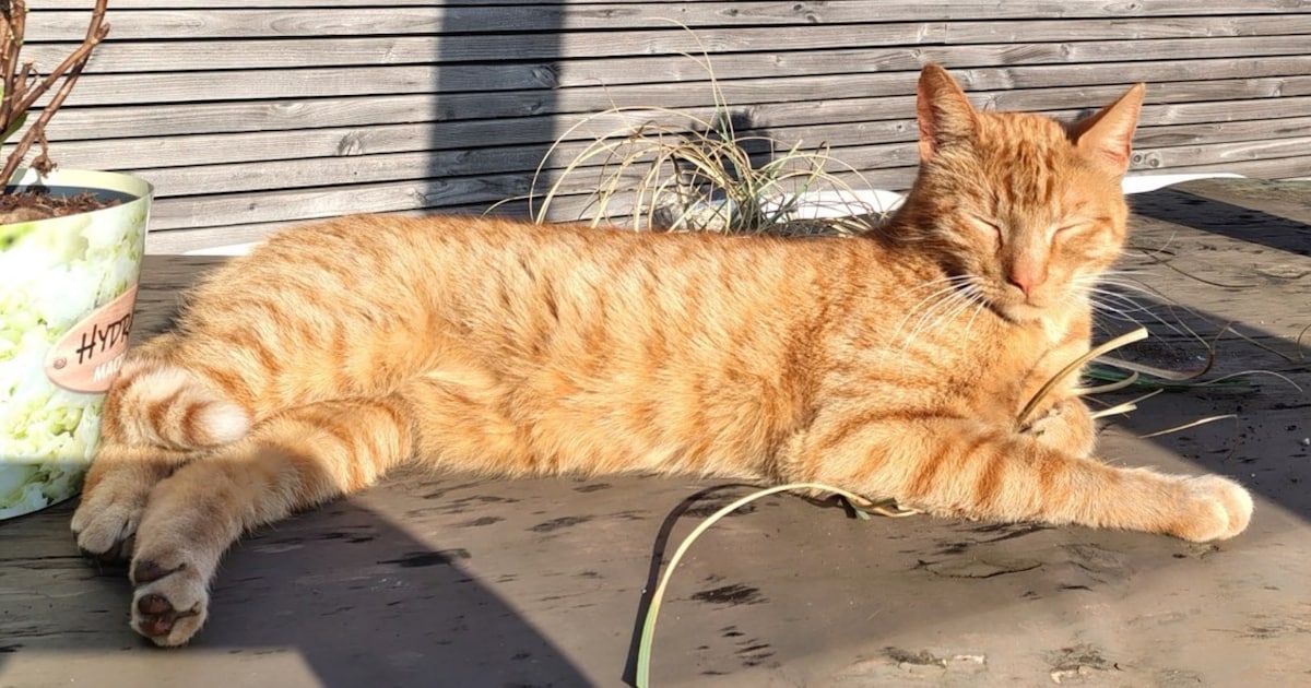 Heb jij Nova, Guusje of Tijger gezien? Deze zeven huisdieren worden in Tilburg vermist