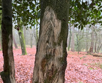 IVN Oost-Veluwezoom start cursus diersporen herkennen