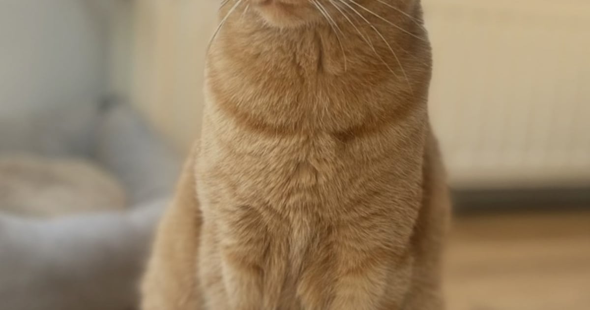 Heb jij Joep gezien? Dit huisdier wordt in Midden-Delfland vermist