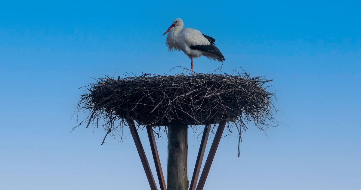 Wandelpad ’t Wijmersdijkje tussen Schellinkhout en Wijdenes gesloten tijdens broedseizoen