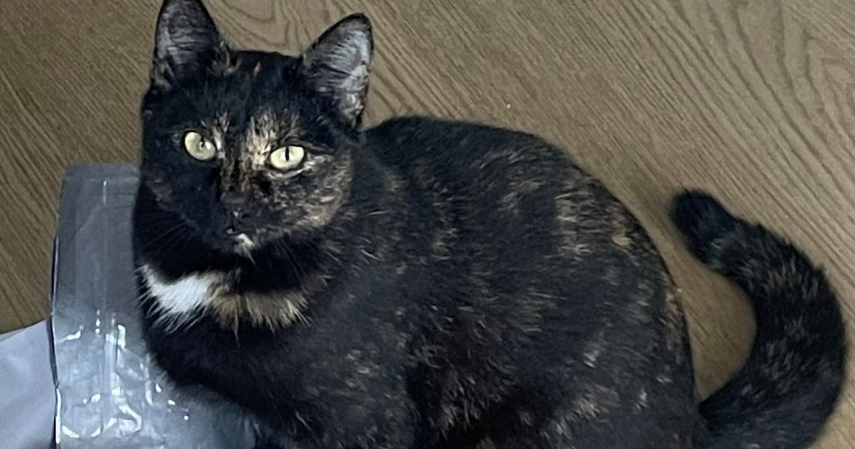 Heb jij Jet gezien? Dit huisdier wordt in Bloemendaal vermist