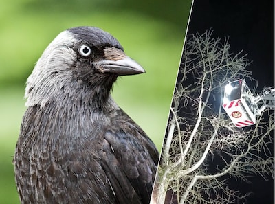 Saskia redt in het donker een kauw uit boom vol joelende jongeren: ‘Hij was zó in paniek’