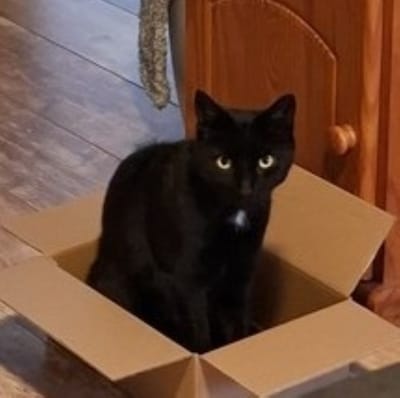 Heb jij Odin, Wodan of Bobbie gezien? Deze drie huisdieren worden in Alphen aan den Rijn vermist