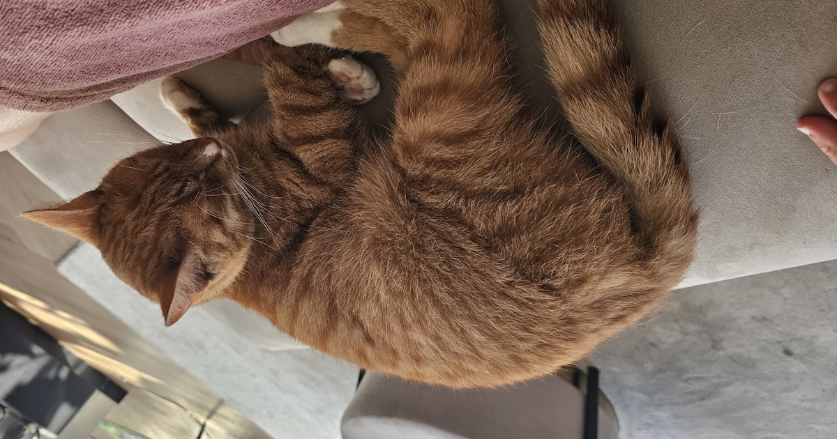 Heb jij Bobby gezien? Dit huisdier wordt in Dronten vermist