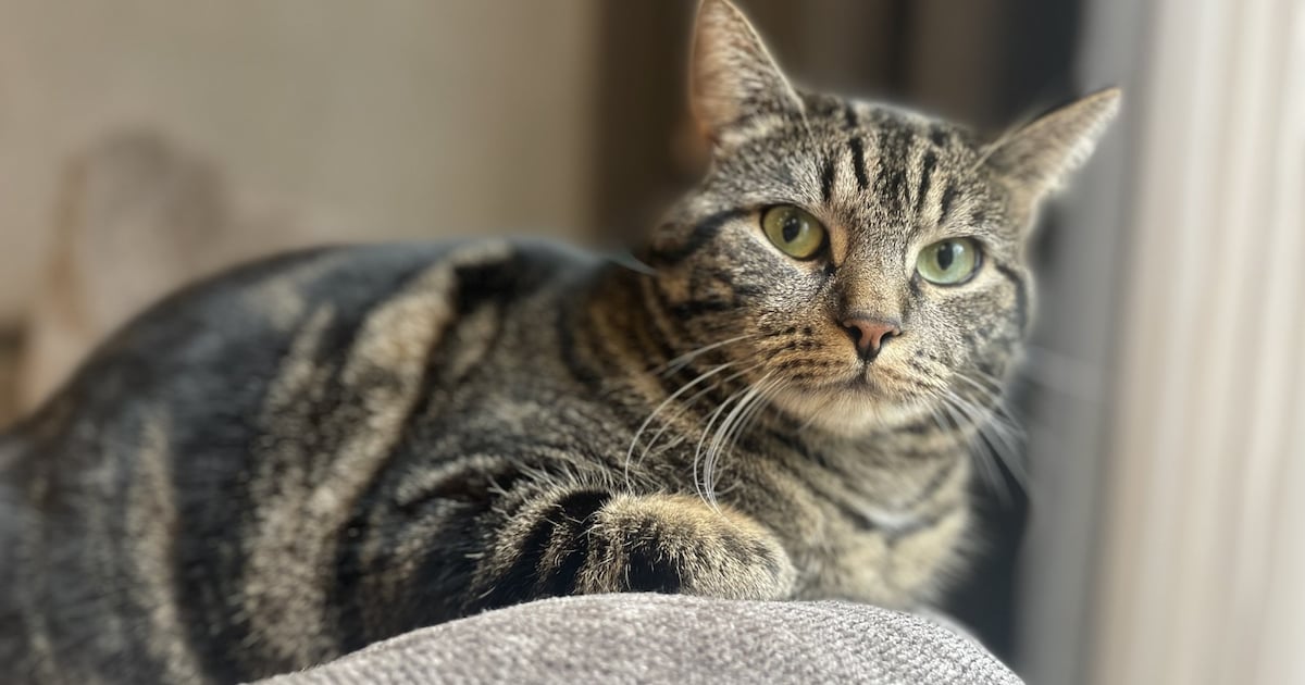 Heb jij Baby of Charlie gezien? Deze twee huisdieren worden in Texel vermist