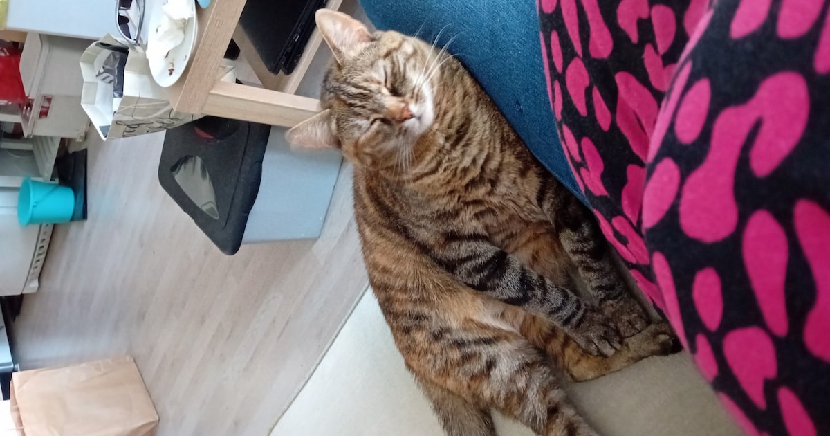 Heb jij Luna gezien? Dit huisdier wordt in Kerkrade vermist