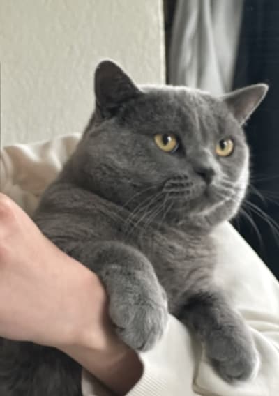 Heb jij Kia, Duman of Cricket gezien? Deze drie huisdieren worden in Wijchen vermist