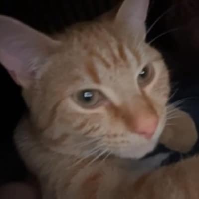 Heb jij Socks, Pip of Joy gezien? Deze drie huisdieren worden in Veenendaal vermist