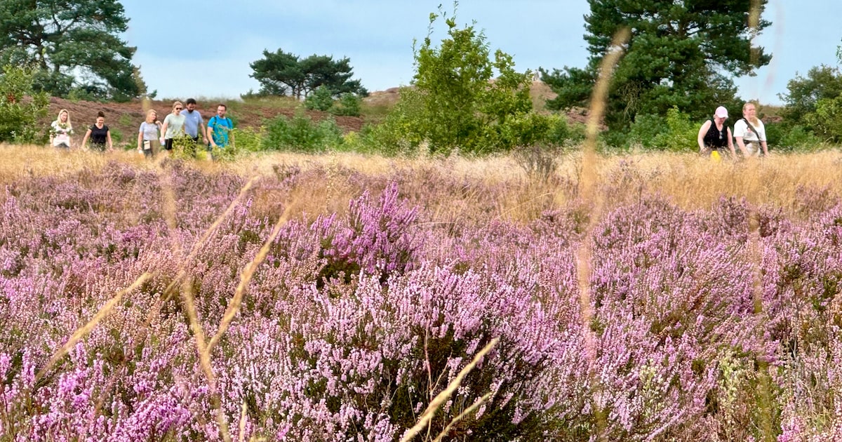 Nunspeetse Heideloop voert wandelaars langs bloeiende paarse heide