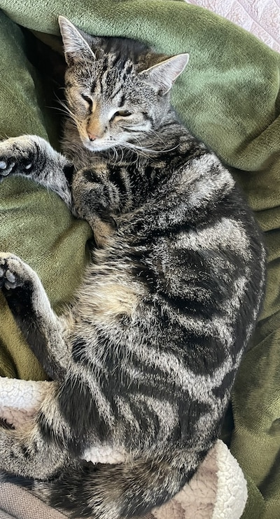 Heb jij Pino, Pip of Bikkel gezien? Deze vijf huisdieren worden in Doetinchem vermist