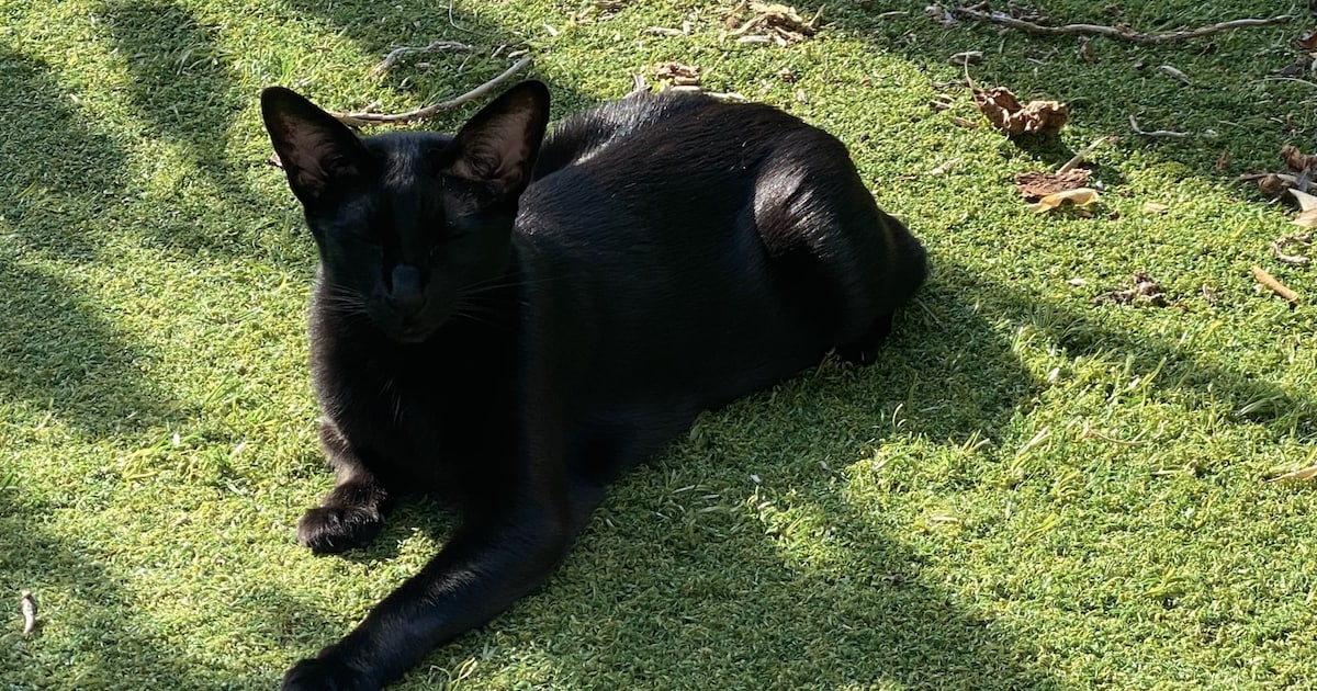 Heb jij Jinx gezien? Dit huisdier wordt in Waddinxveen vermist