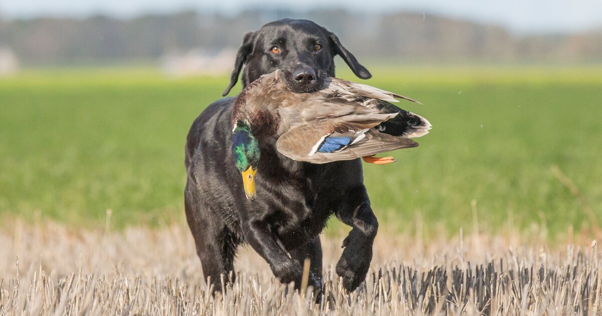 Jager neemt in de polder woerden op de korrel om vrouwtjes te sparen