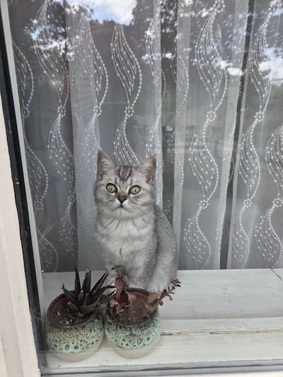 Heb jij Bulut gezien? Dit huisdier wordt in Oldenzaal vermist