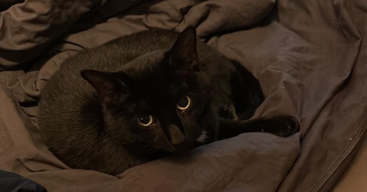 Heb jij Feniks gezien? Dit huisdier wordt in Son en Breugel vermist