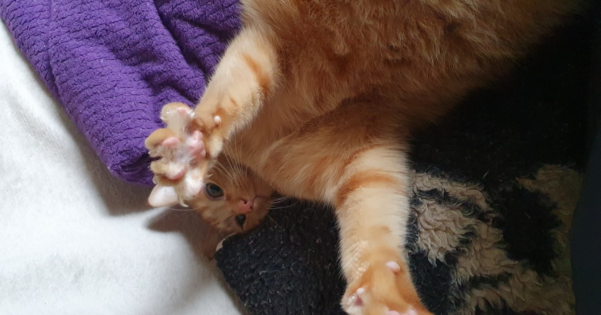 Heb jij Koko, Ginger of Vrodo gezien? Deze drie huisdieren worden in Purmerend vermist